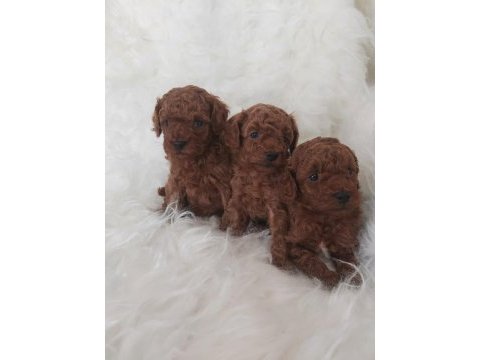 Toy poodle yavru köpekler