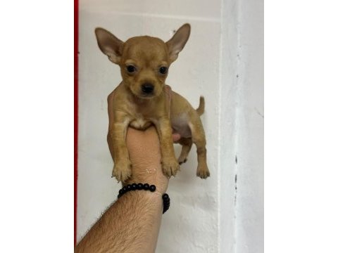 Sıfır numara pinscher