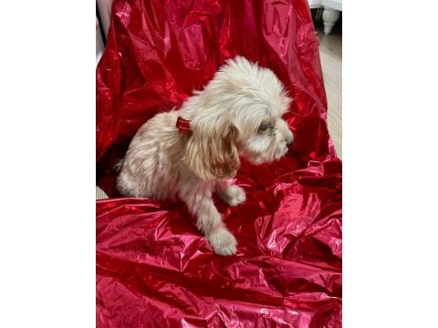 Antalya maltipoo yavrusu