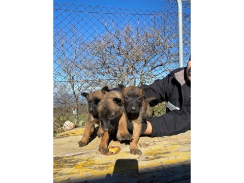 A kalitede belçika kurdu malinois