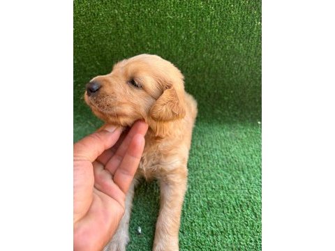 Golden retriever yavrularımız 2 aylık