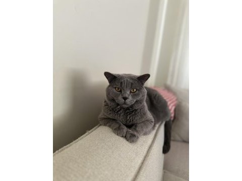 3 yaşında erkek british shorthair