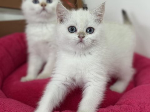 Aşılı karneli british shorthair ve longhair yavrular