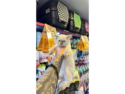 Sertifikalı - ırk ve sağlık garantili ragdoll kediler