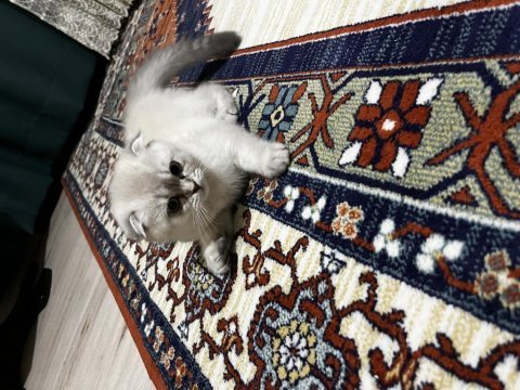 Scottish fold kızımız lokum