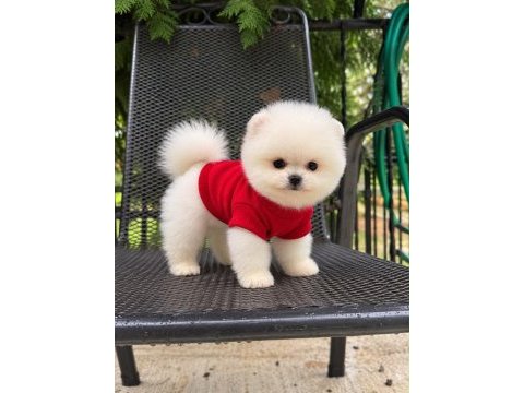 Irk ve sağlık garantili pomeranian boo bebekler