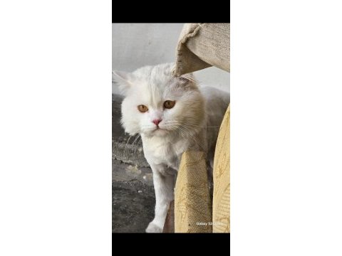 Kedimiz sahiplendirilecektir