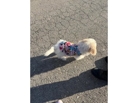 Küçük maltipoo kızımızı sahiplendiriyoruz