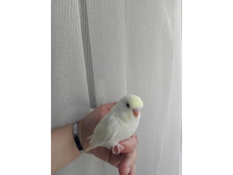 Cins yavru muhabbet kuşu çift veya yavru