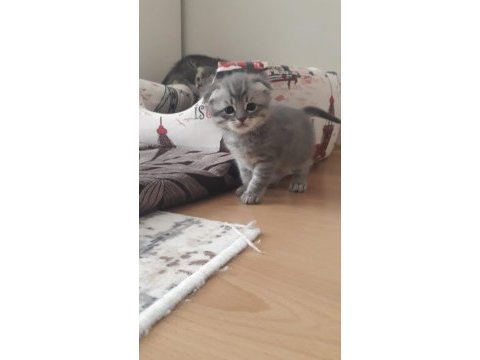 Scottish straight ve british shorthair yavrular