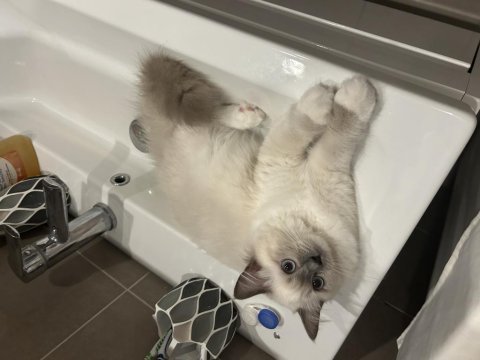 Dişi ragdoll