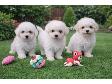 Beyaz bulut bichon frise yavrular
