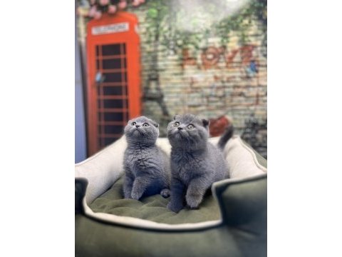 En güzel scottish fold bebekler @petclubadanaa