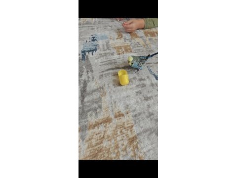 Konuşan muhabbet kuşu şımarık erkek çekoslavak
