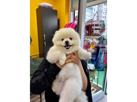 Akıllı eğitimli 11 aylık pomeranian bulutumuz