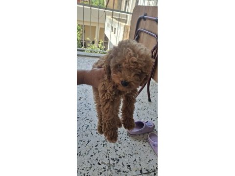 Toy poodle köpeği