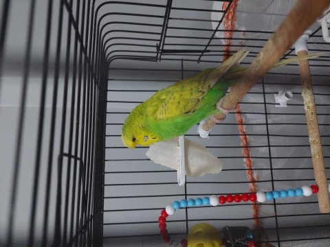 Erkek muhabbet kuşuma 1 yaşında dişi arıyorum