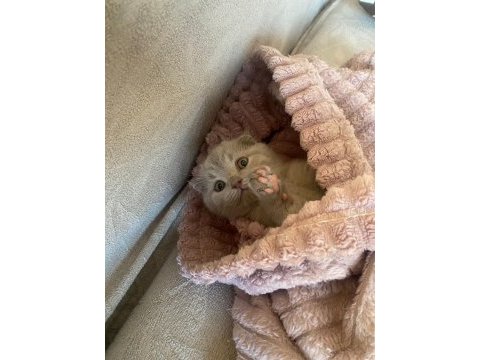 Scottish fold yavrularım