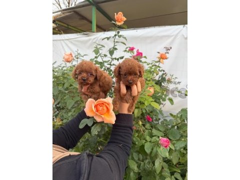 Kore toy poodle yavrularımız