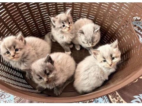 Minik maine coon devler