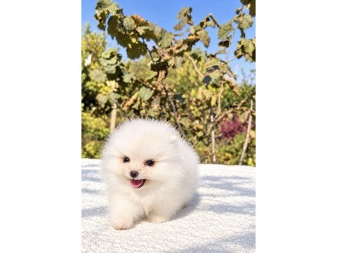Üst düzey biblo mibi boy pomeranian boo