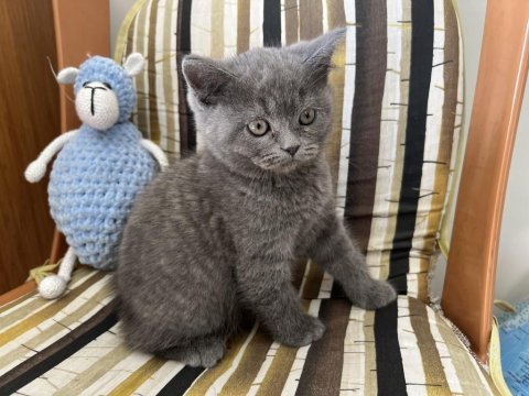 Çok sağlıklı oyuncu 75 günlük british shorthair