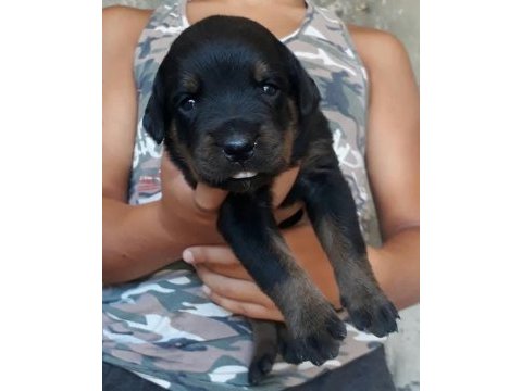 Rottweiler yavrular