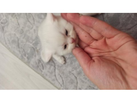 Dişi erkek british shorthair yavrular rezerveye açıktır