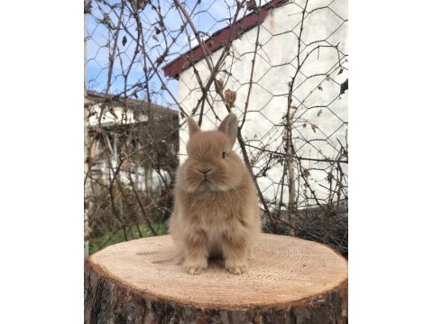Cüce tavşan bebeklerimiz
