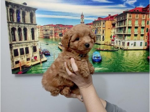 Toy poodle kalitesinde maltipoo erkek yavrumuz