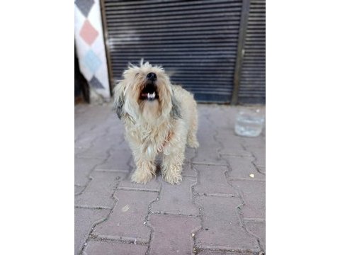 Dişi kizanı yakın terrier