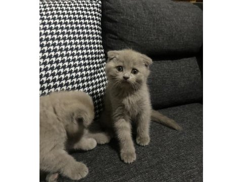Lilac scottish fold yavrular