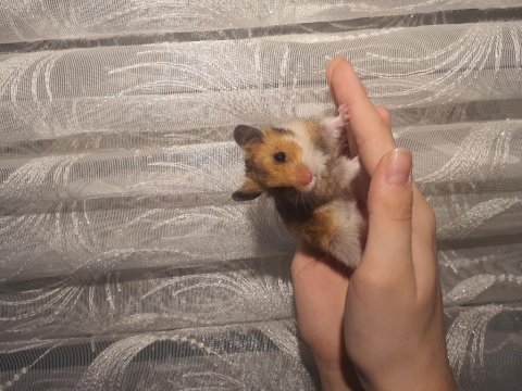 Yavru hamsterler yeni yuvasını bekliyor
