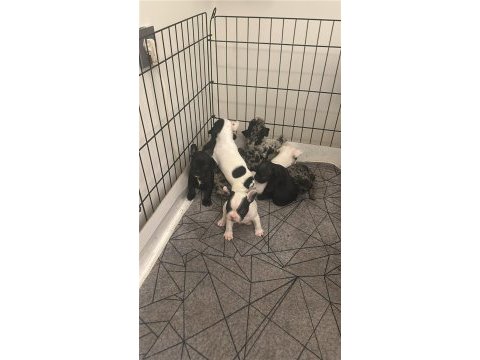 Safkan french bulldog yavrular
