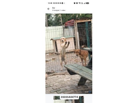Sosyal ve koruyucu orta ırk bahçe ve çiftlik köpekleri