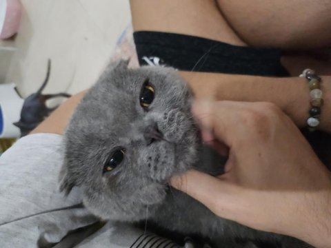 Gri kaplan kısa kulak erkek eş arıyoruz scottish fold