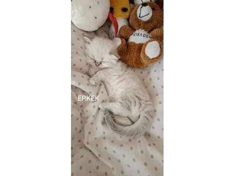 Sahibinden british longhair