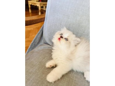 Rengarenk chinchilla kedisi