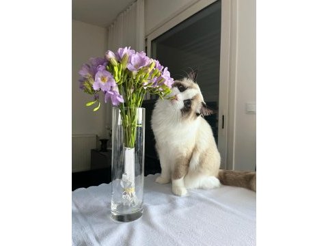 Dünyalar yakışıklısı prensime ragdoll eş arıyorum