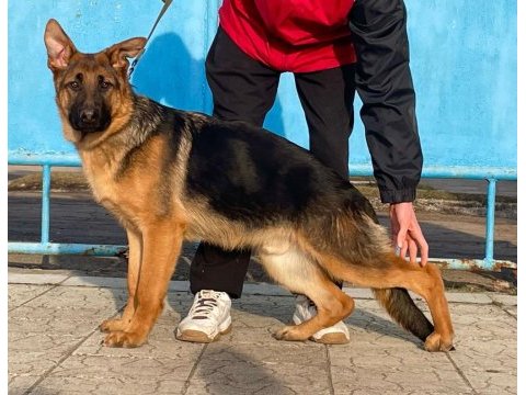 Orjinal showline alman kurdu fci şecereli köpeğimiz