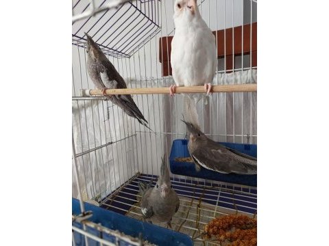 3 aylık sultan papağanı yavrular