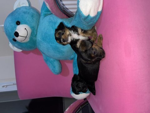 40 günlük morkie terrierlerimizi sahiplendiriyoruz
