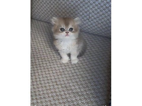 Safkan british longhair yavrular