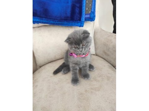 Değerinin altında verilecek dişi scottish fold yavrular