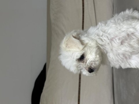 A kalite maltese terrier 3 aylık