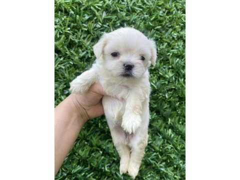 Kore maltese yavrular