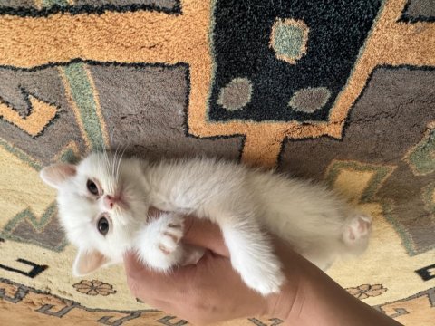 Scottish fold yavrular