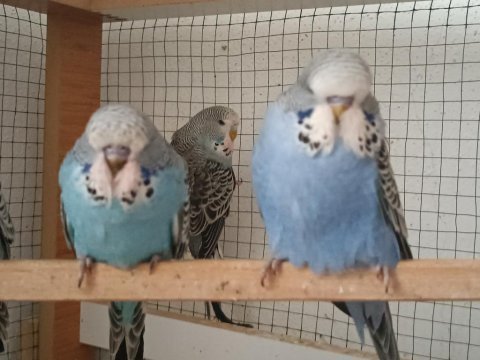Show jumbo muhabbet kuşu yavrular