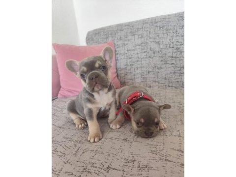 Fransız bulldog 40 günlük
