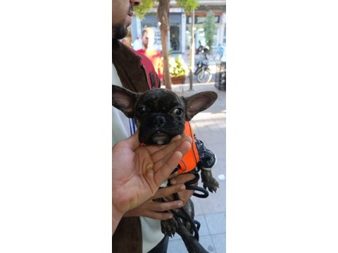 Dişi erkek french bulldog